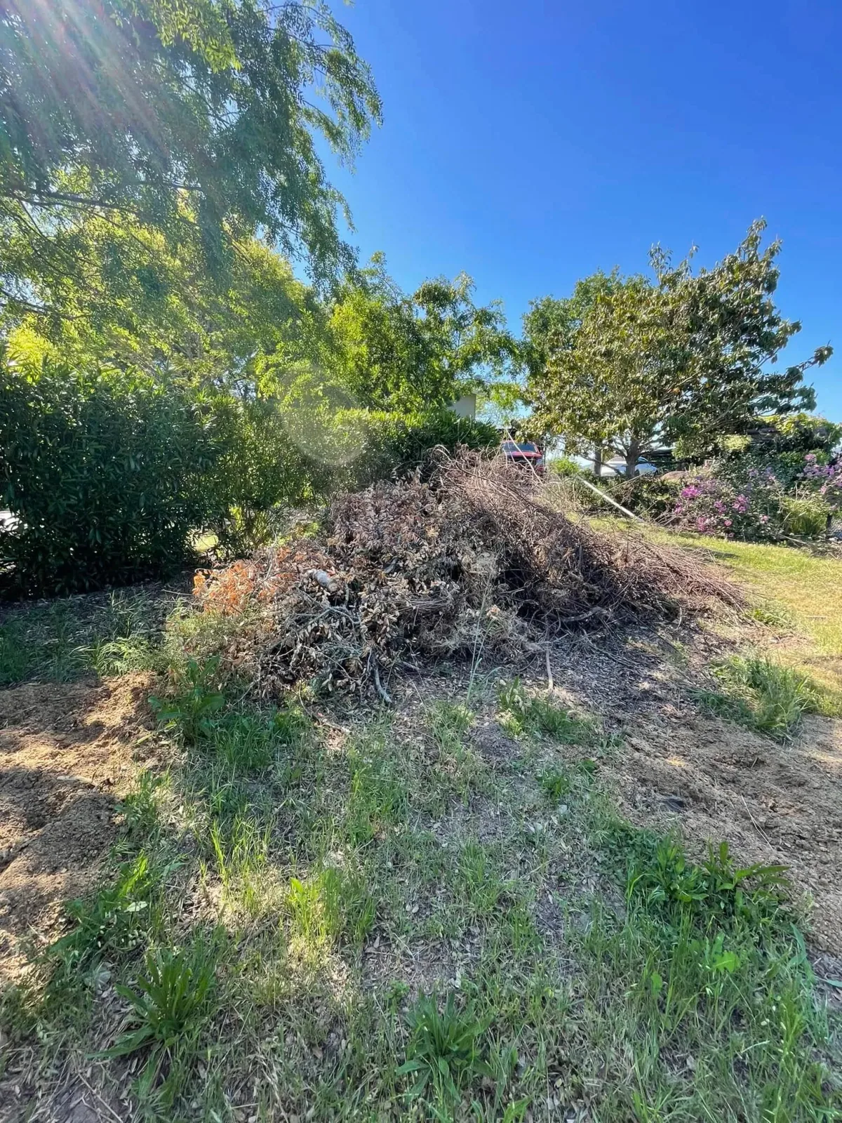 A pile of cut branches and brush in a yard